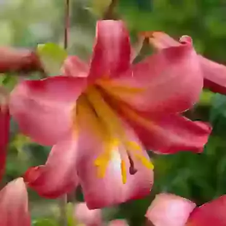Pink Perfection